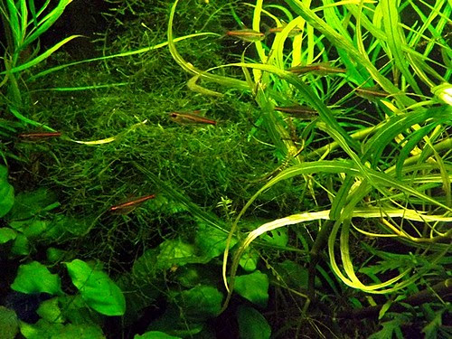 glowlight tetras in heavily planted 29 gallon dirt tank