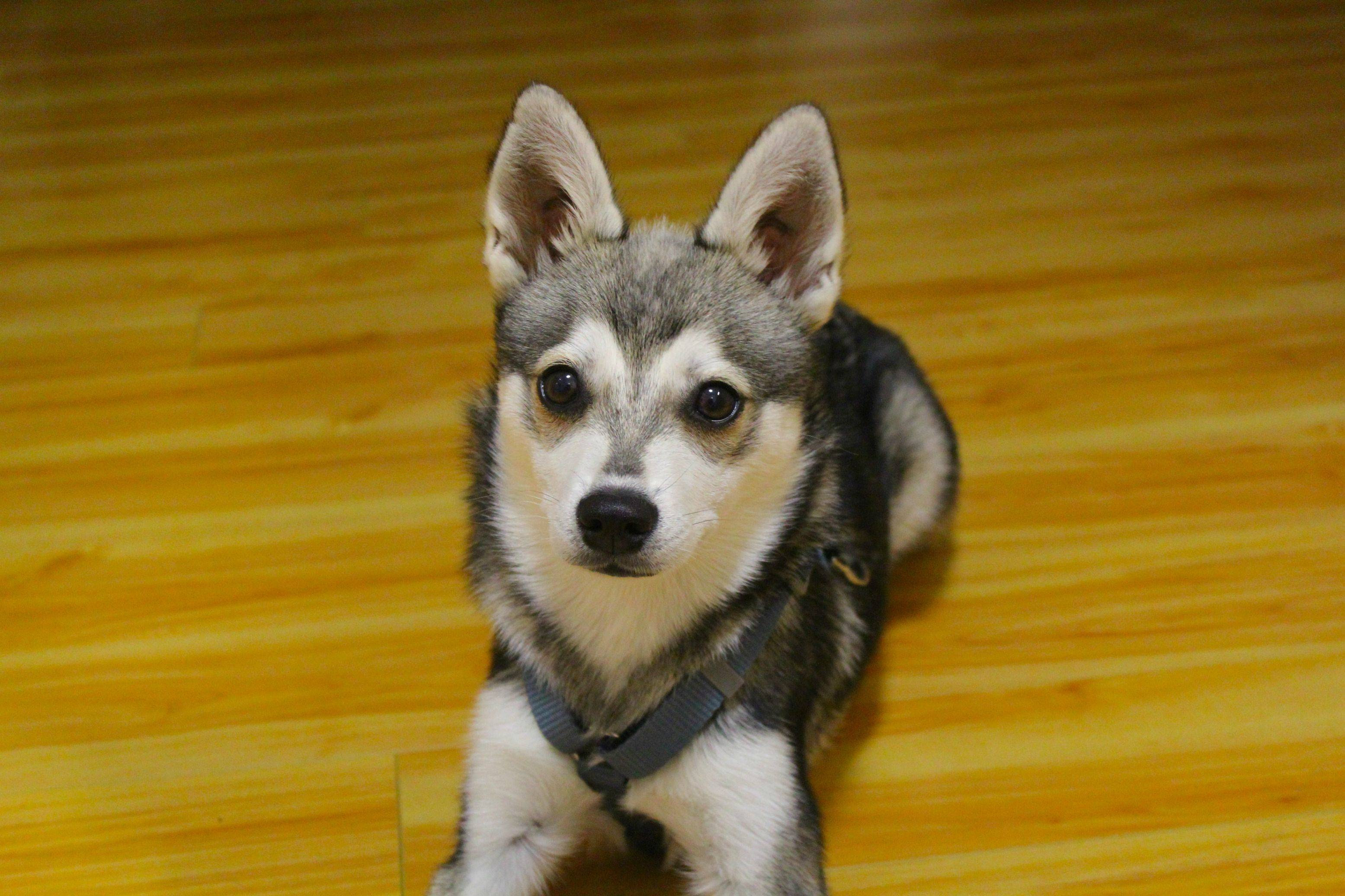 Alaskan Klee Kai Puppies, Rescue, Pictures, Information, Temperament, Characteristics Alaskan Klee Kai Puppies, Rescue, Pictures, Information, Temperament, Characteristics
