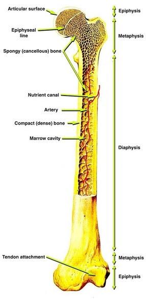 Long Bone Anatomy Labeling : Structure and Function of the Haversian