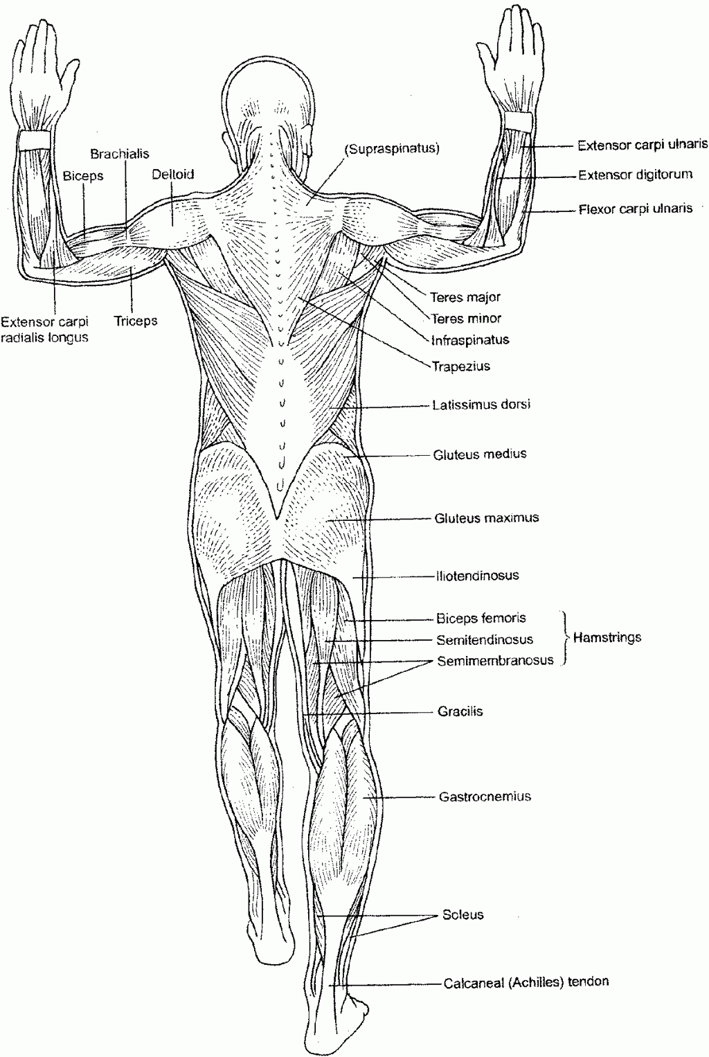 Body Muscle Anatomy Books - Human Anatomy Body - Page 27 of 160 - Human ...