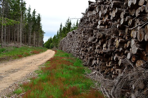Dead tree road