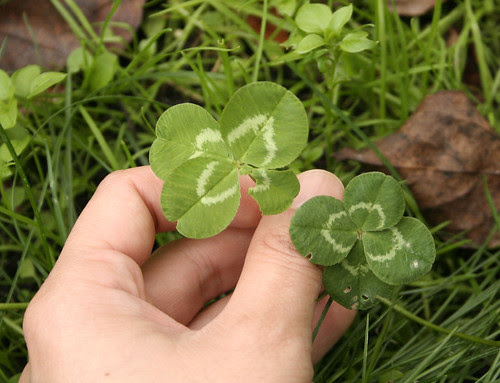 double clovers