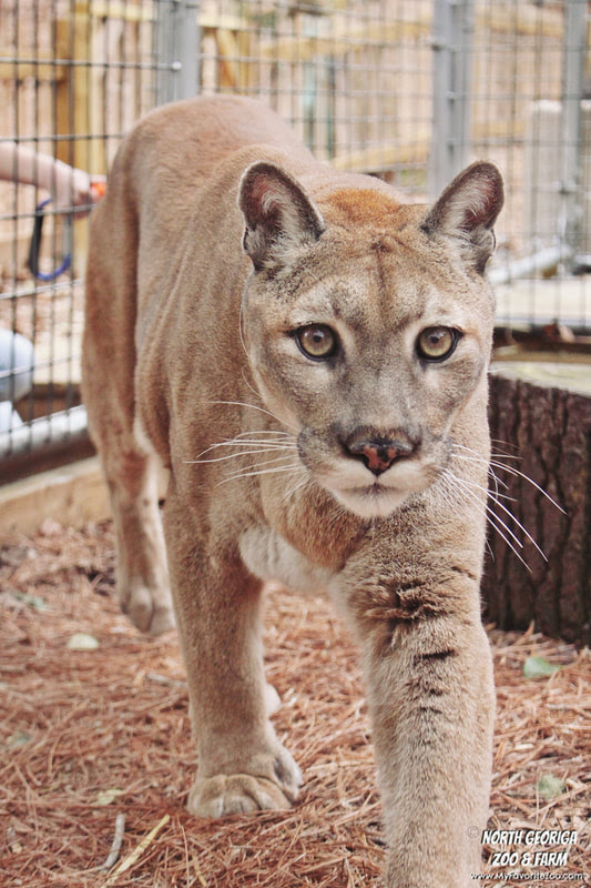 Mobile Exotic Petting Zoo Near Me - Roos N More Zoo - Exotic Animal