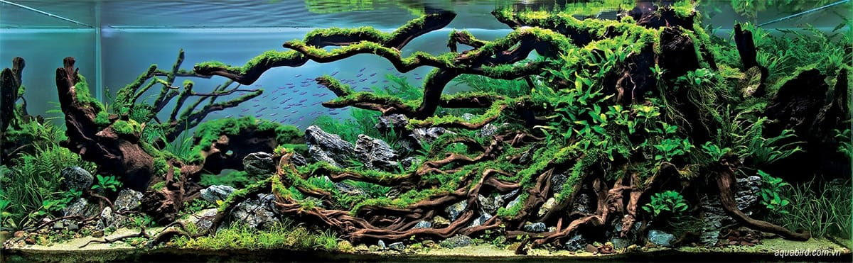The Incredible Underwater Art of Competitve Aquascaping The Incredible Underwater Art of Competitve Aquascaping plants fish aquariums