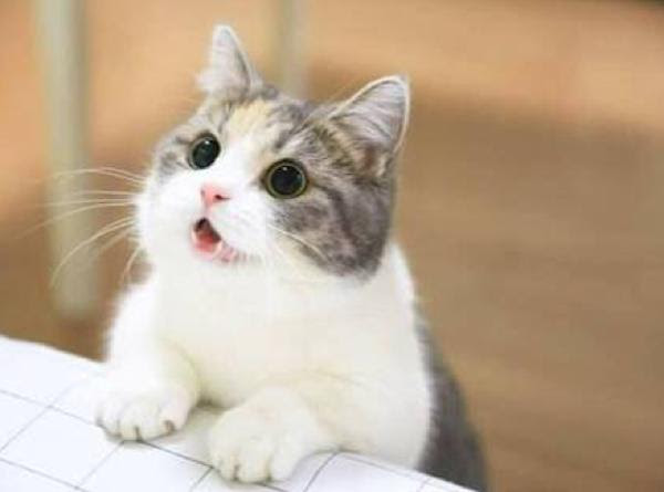 これまでで最高の可愛い Line アイコン 画像 かわいい 最高の動物画像