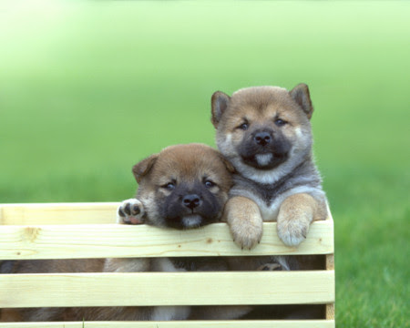 すべての花の画像 ロイヤリティフリー犬 壁紙 無料