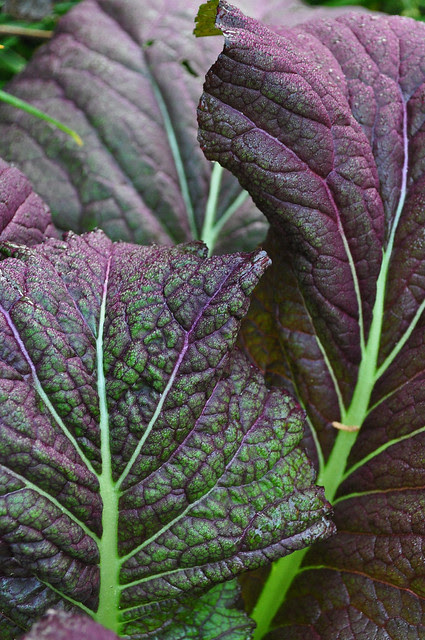 Brassica juncea var. rugosa