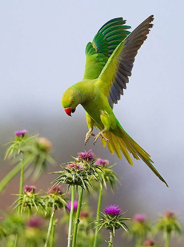 Fascinating photos of birds from the photographer Zander Yaqui
