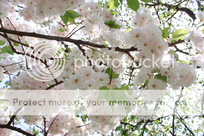 http://i402.photobucket.com/albums/pp103/Sushiina/cityglam/blossom3_zpsbe9f4c77.jpg