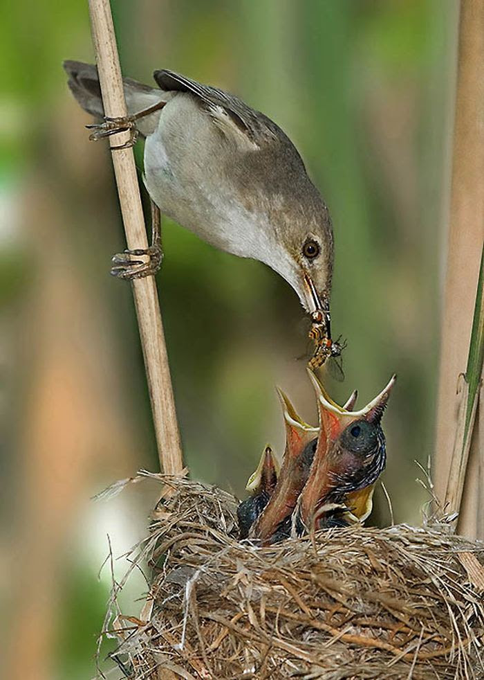 Fascinating photos of birds from the photographer Zander Yaqui