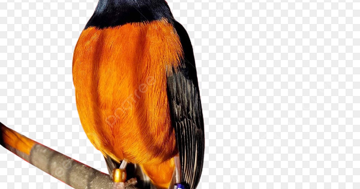 Png Gambar Murai Batu Kartun Burung Murai Batu Png 3 Png Image