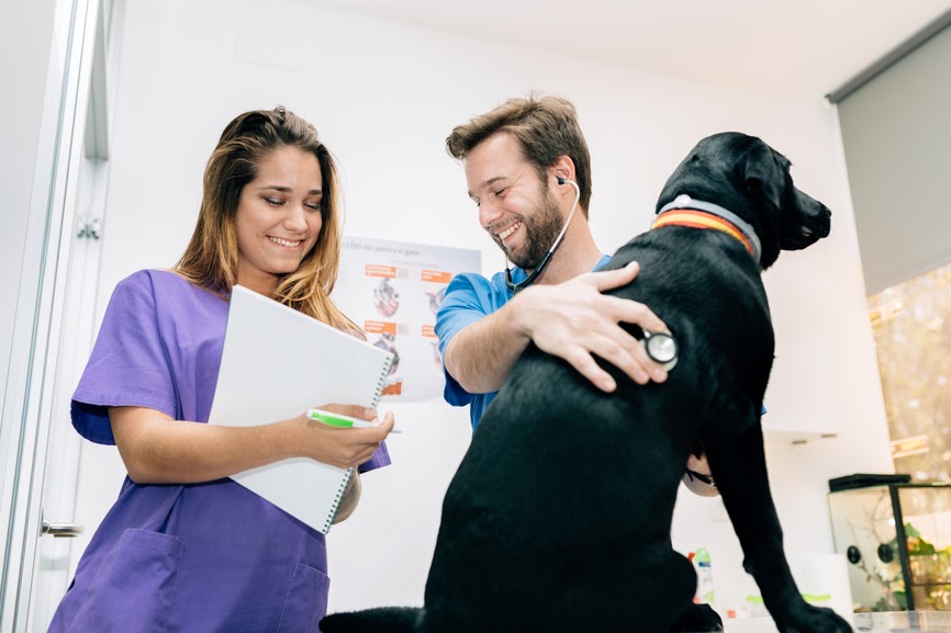 Veterinary Assistant Job Description / Veterinary Assistant Job