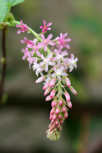 Ribes sanguineum glutinosum