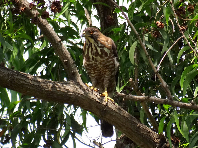 鳳頭蒼鷹/無限台南
