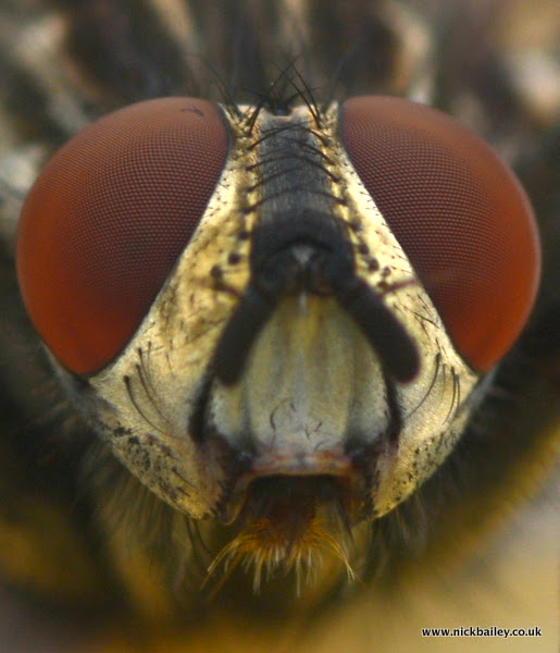 fly face. © Nick Bailey