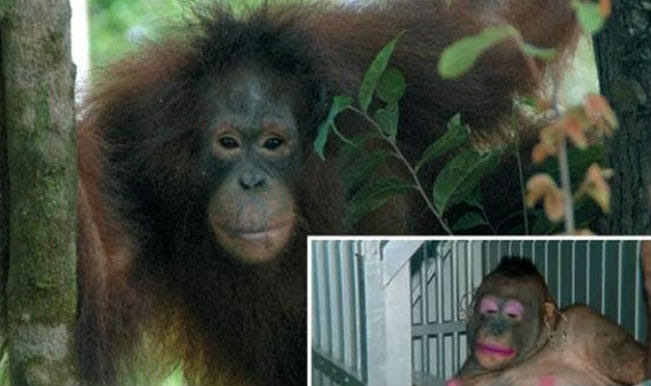 Seks Kölesi Olarak Kullanılan Orangutan Pony'nin Kurtuluş Öyküsü ...