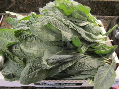 Kale Harvest