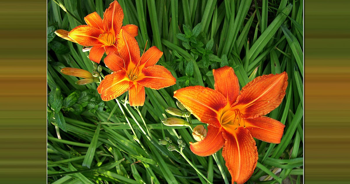 39 Herbstblumen Bilder Kostenlos Besten Bilder Von Ausmalbilder