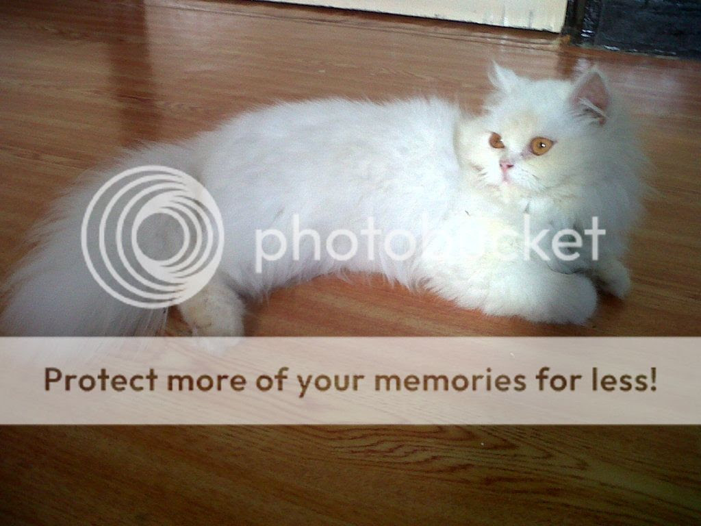 Harga Kucing Persia White Solid - Z Sragen