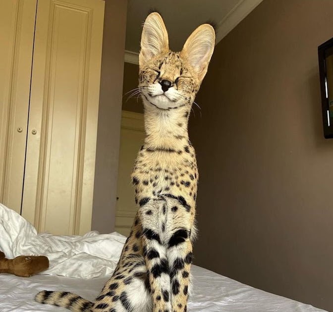 Serval cats as pets