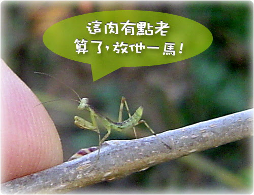 無限台南/草螟仔-小螳螂