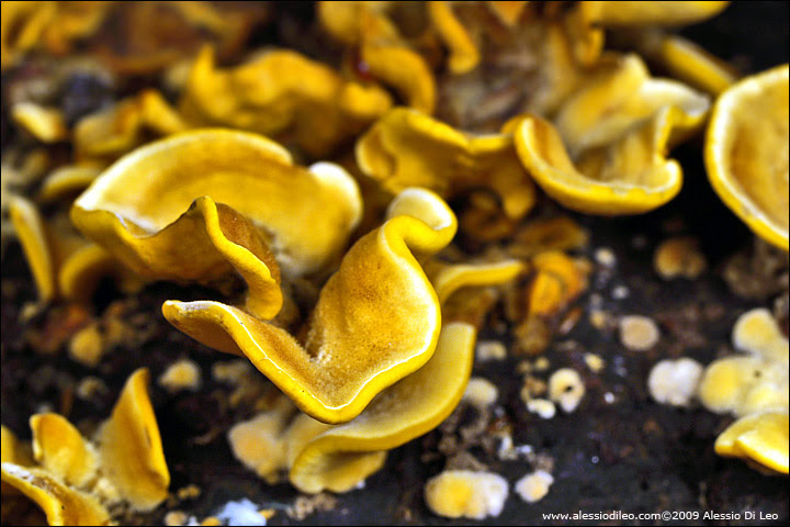 Funghi
