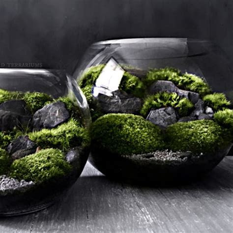 Bio Bowl Forest World Terrarium ApolloBox Bio Bowl Forest World Terrarium ApolloBox