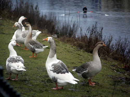 Geese