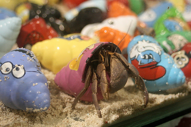 Hermit crabs are the new pet rocks!