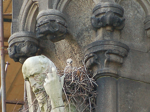 Red-Tail Nestling