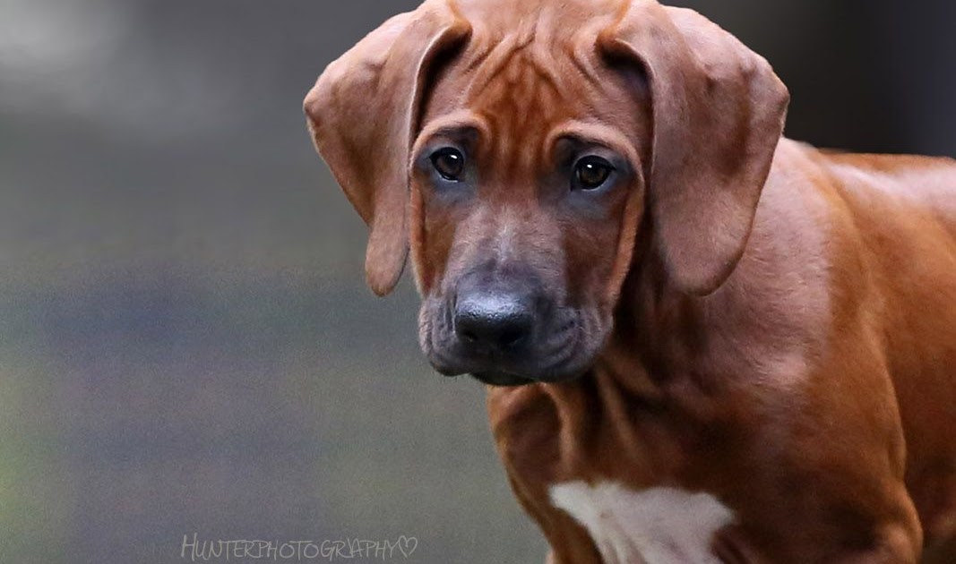 Tierheim Hunde Welpen Nrw
