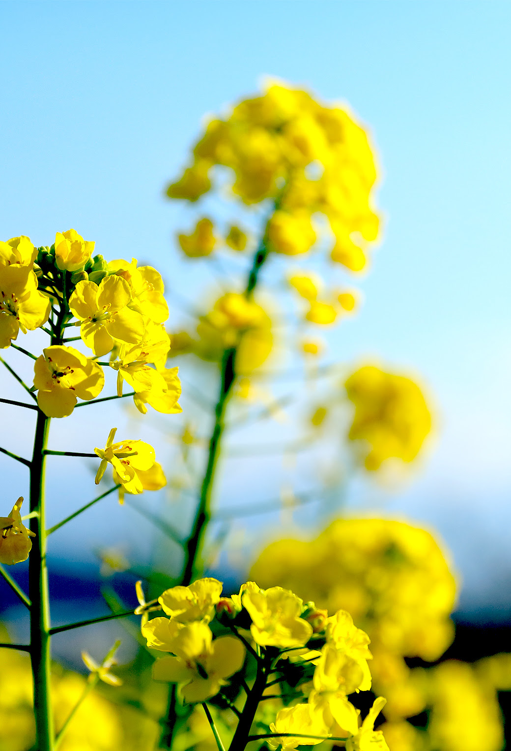 トップ100菜の花 壁紙 最高の花の画像