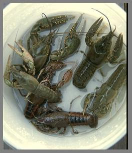 Atlas Publications Small Scale Crayfish Farming For Food And Profit 12 00 Includes Shipping