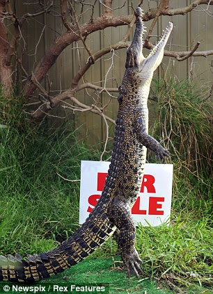 Ca un câine de pază! paznic