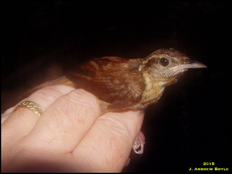 Carolina Wren Carolina Wren