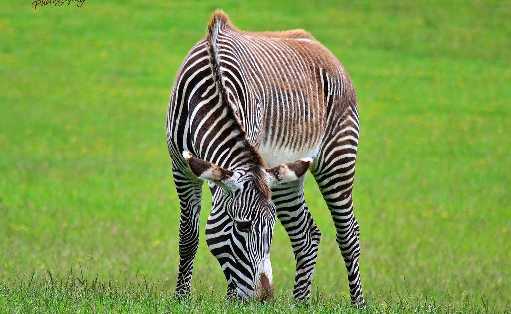 Where Are Zebras Found / Zebra Habitat About Zebras Online Biology