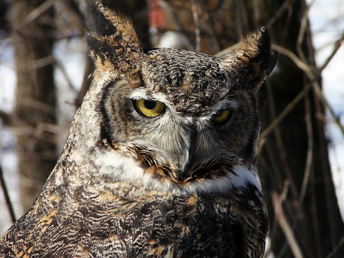 Great Horned Owl