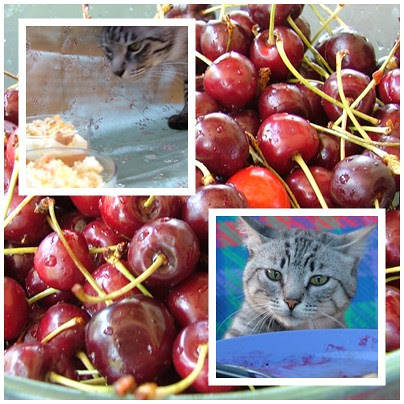 ilaria, ollie and the cherries