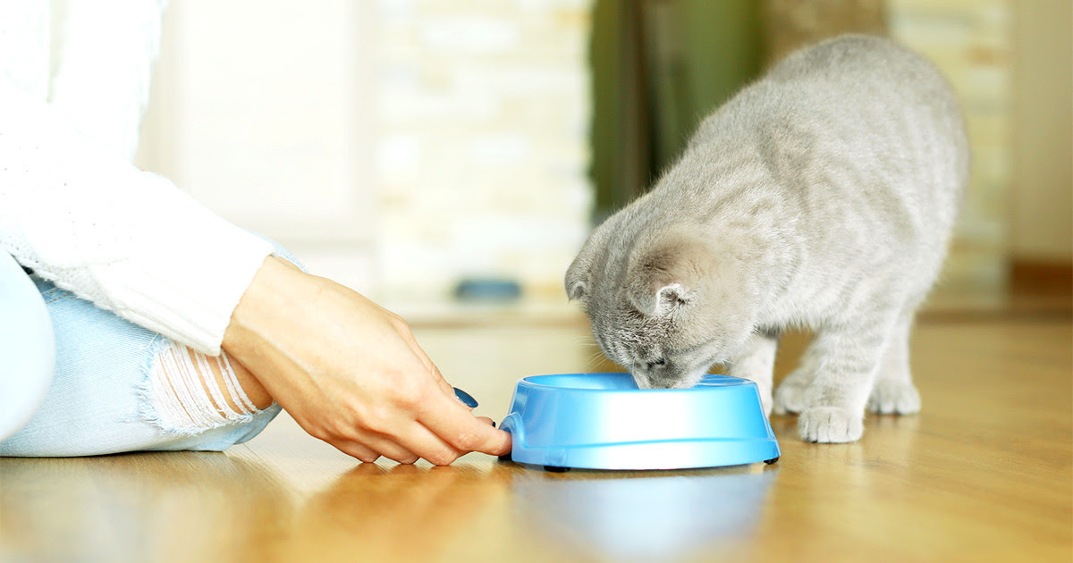 猫 哺乳瓶 いつまで 最高の画像ページ