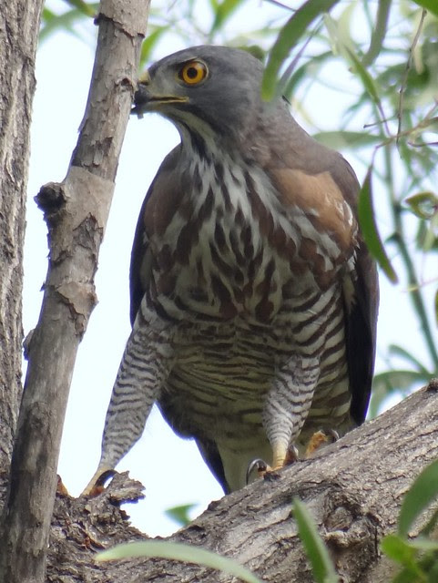 鳳頭蒼鷹/無限台南