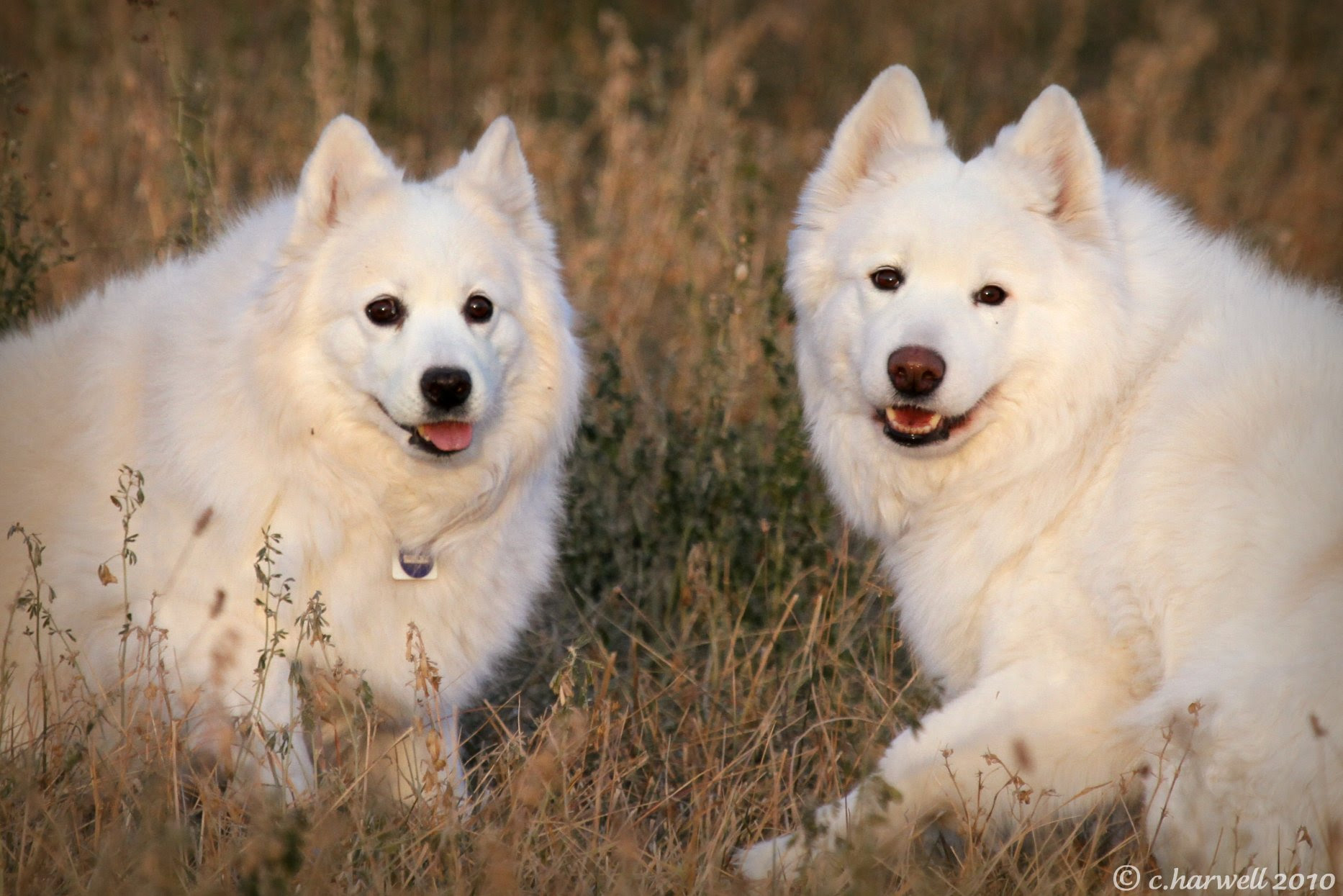 Look Back Photography: Ann's Samoyeds - Idaho Pet Photographer