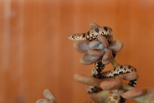 Paphos Snake Garden (5)