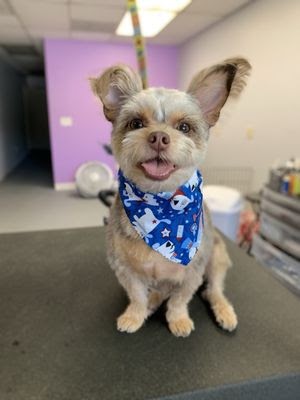 Dog Groomers Yuba City - LOANKAS