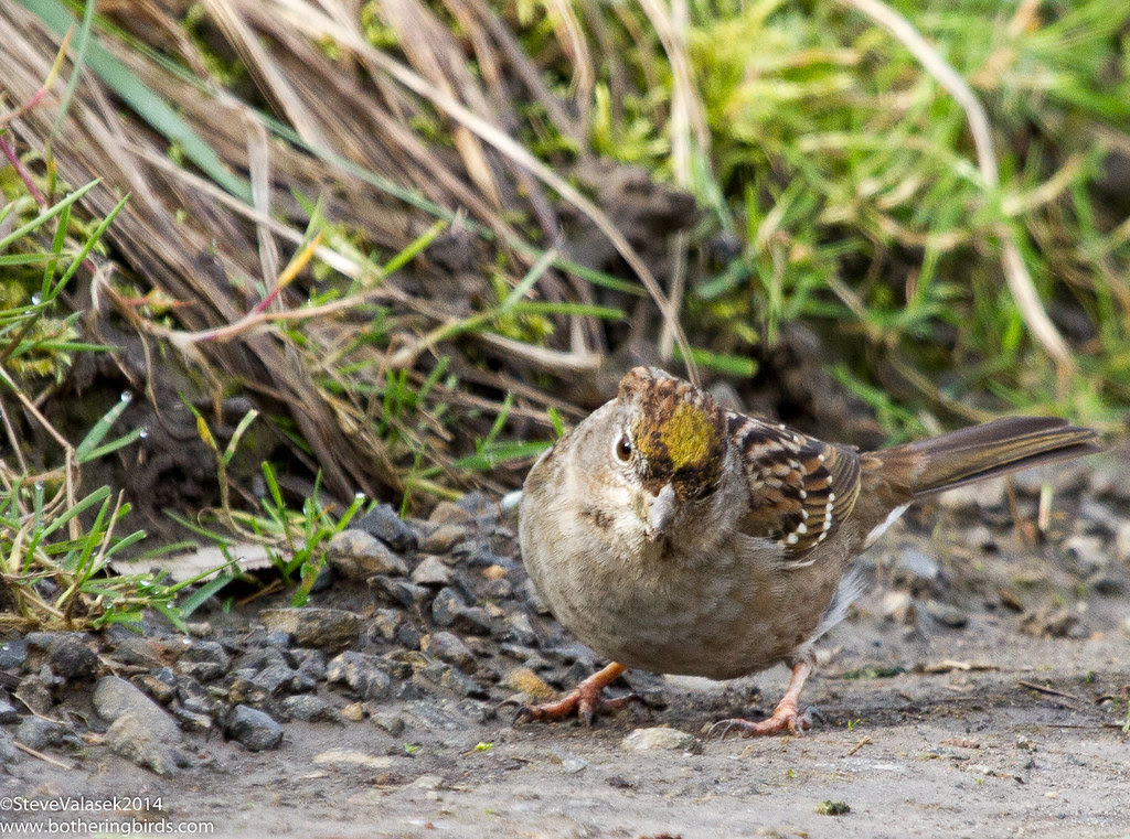 Golden Crown Sparrow