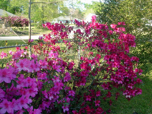 Front Yard Flowers