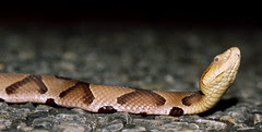 Southern Copperhead, east Texas