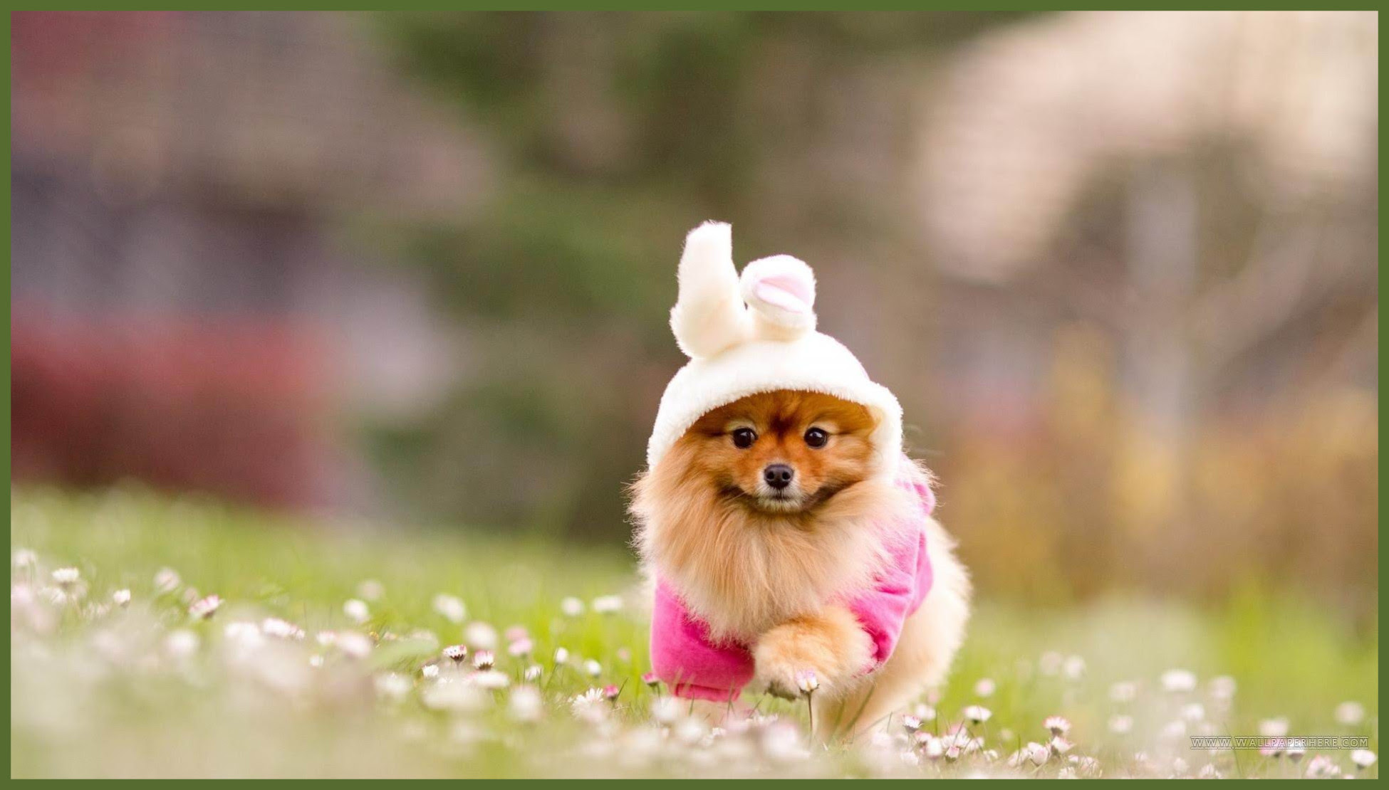Cute Dogs Wallpaper Free Download - cuteanimals