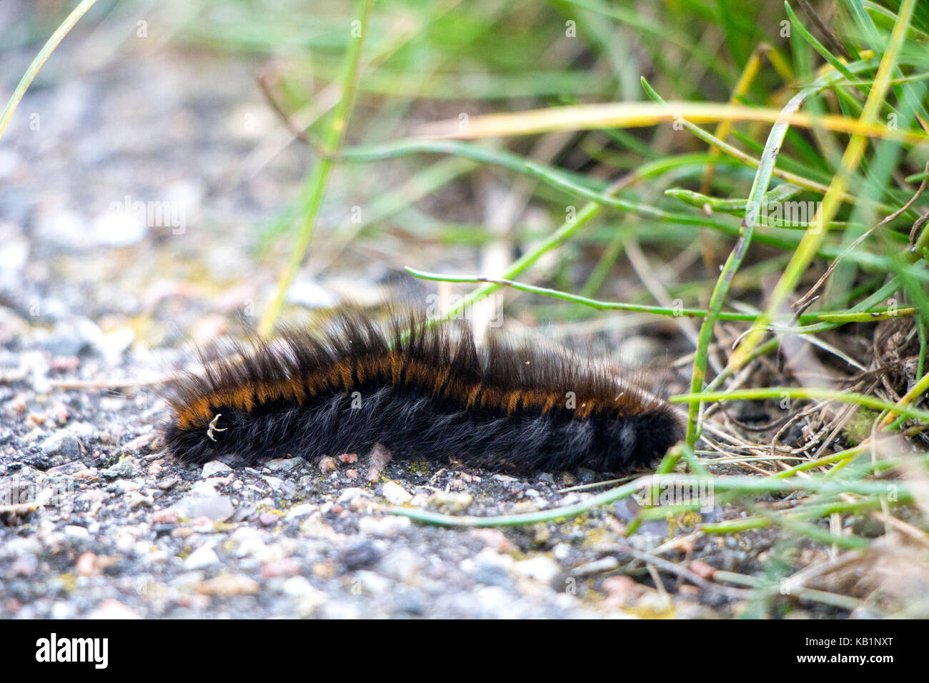 Orange Caterpillar With Black Hair Spefashion