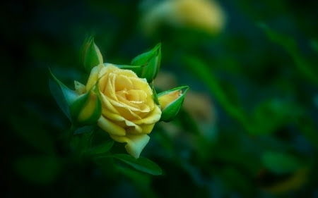 Featured image of post Wallpaper Yellow Roses Images Yellow rose vessel flowers hd wallpaper