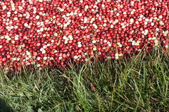 Cranberry bog